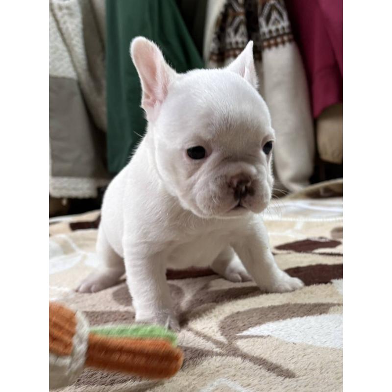 販売中の愛媛県のフレンチブルドッグ-452983の2枚目