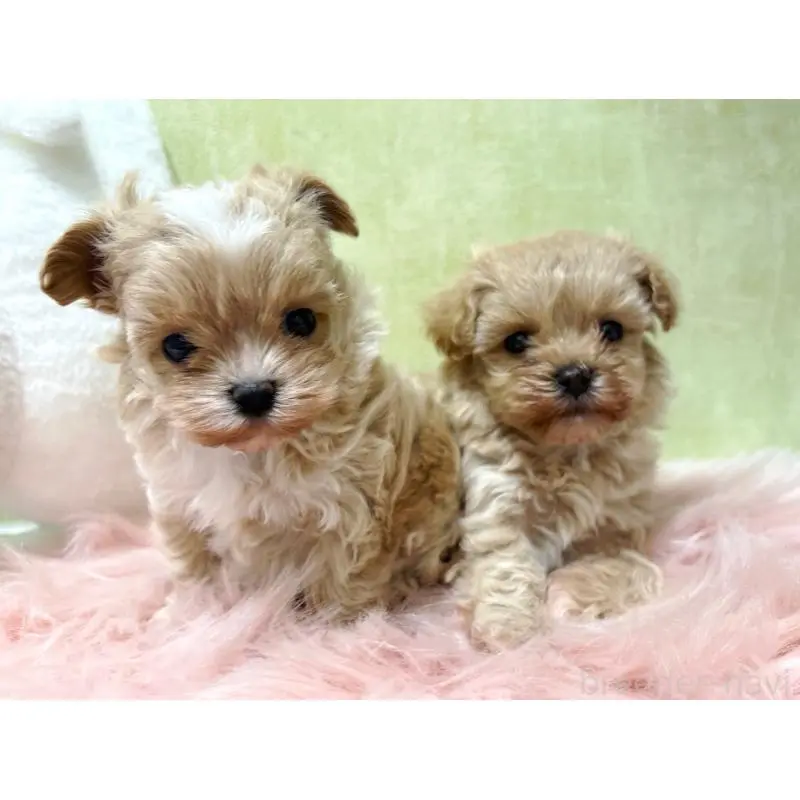 販売中の東京都のマルプー:マルチーズ×トイプードル-452985の3枚目