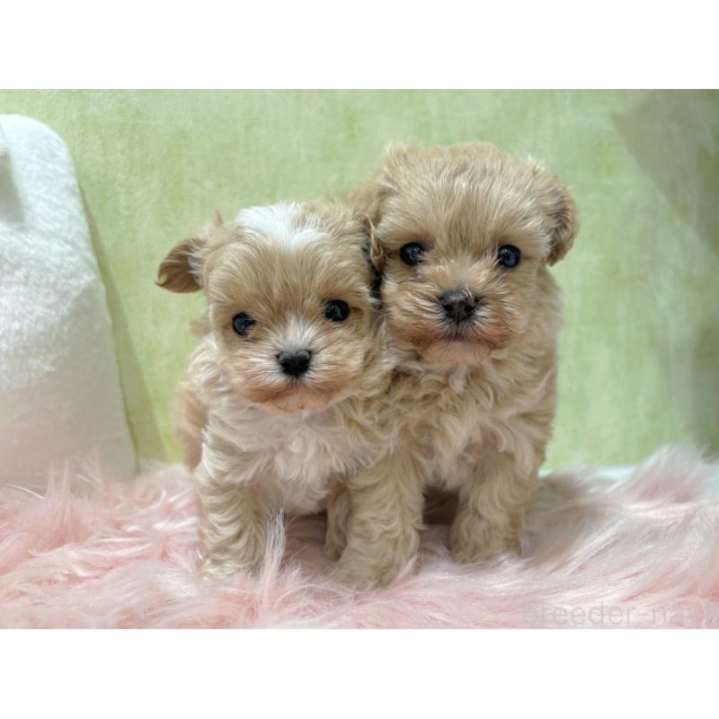 販売中の東京都のマルプー:マルチーズ×トイプードル-452985の2枚目