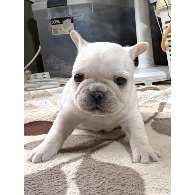 販売中の愛媛県のフレンチブルドッグ-452986の10枚目