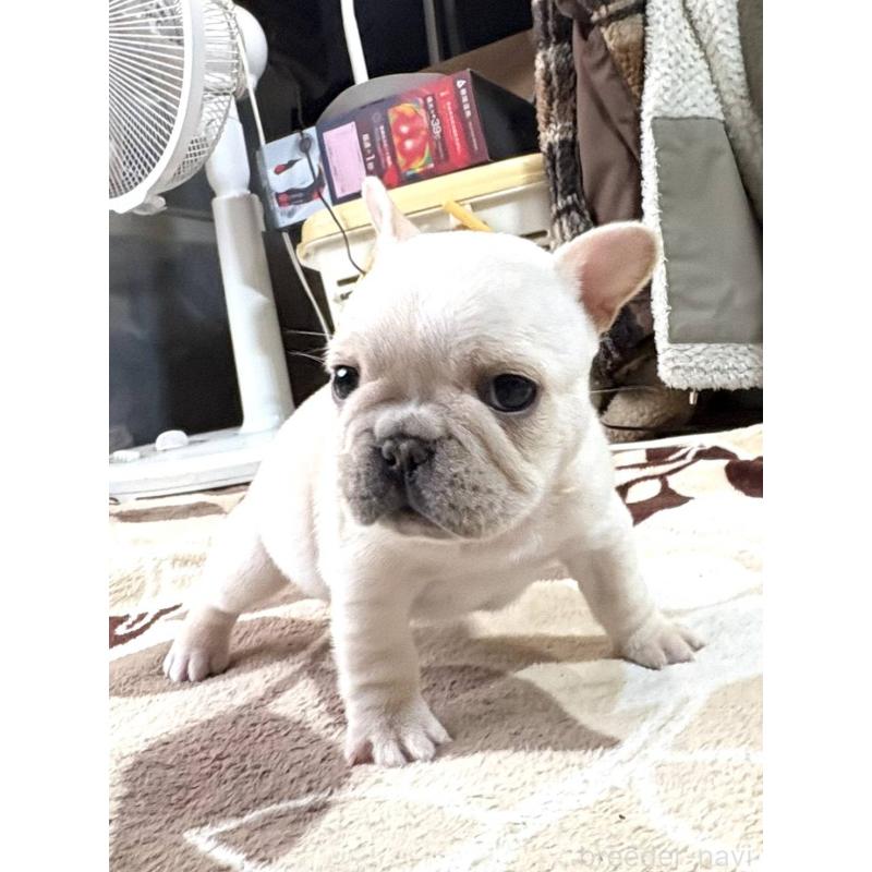 販売中の愛媛県のフレンチブルドッグ-452986の9枚目