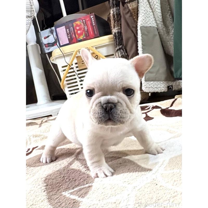 販売中の愛媛県のフレンチブルドッグ-452986の8枚目
