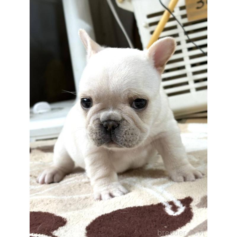 販売中の愛媛県のフレンチブルドッグ-452986の7枚目