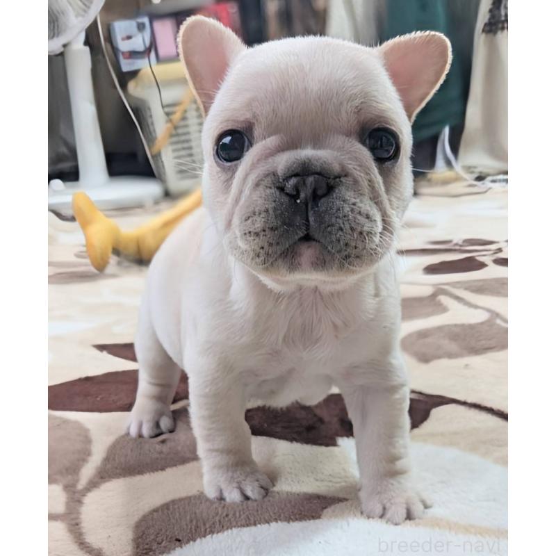 販売中の愛媛県のフレンチブルドッグ-452986の6枚目