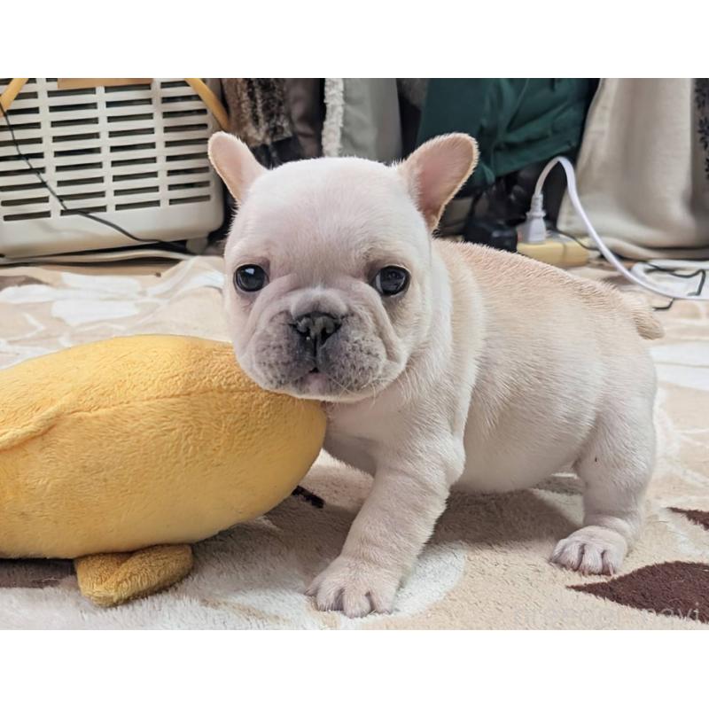 販売中の愛媛県のフレンチブルドッグ-452986の5枚目