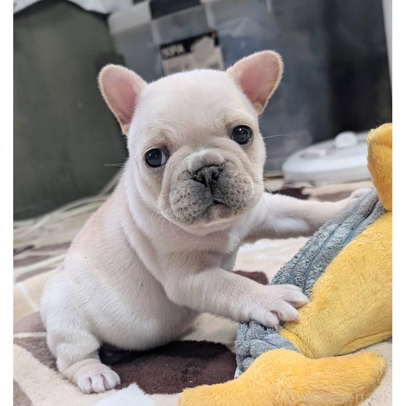 販売中の愛媛県のフレンチブルドッグ-452986の4枚目