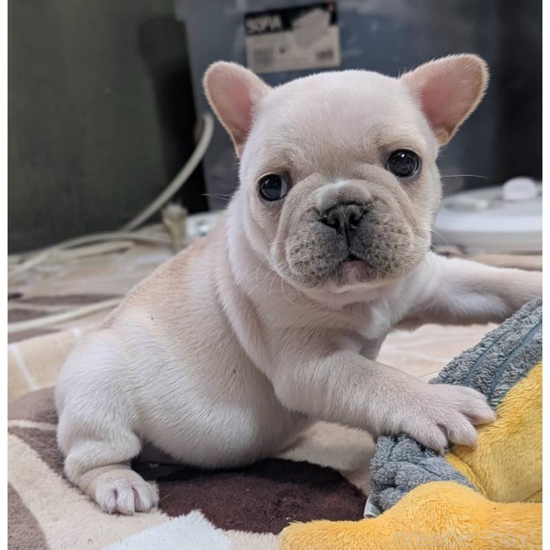 販売中の愛媛県のフレンチブルドッグ-452986の3枚目