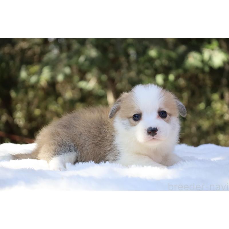 販売中の栃木県のウェルシュコーギーペンブローク-452987の12枚目