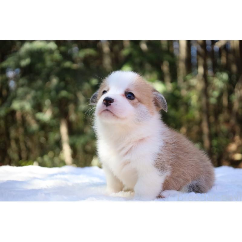 販売中の栃木県のウェルシュコーギーペンブローク-452987の11枚目