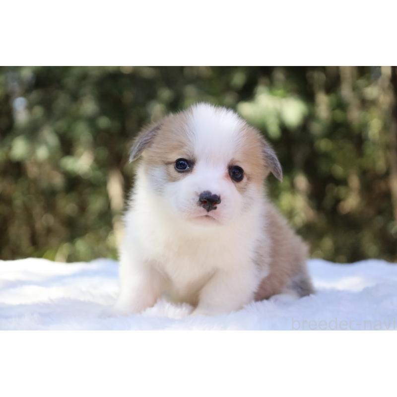 販売中の栃木県のウェルシュコーギーペンブローク-452987の9枚目