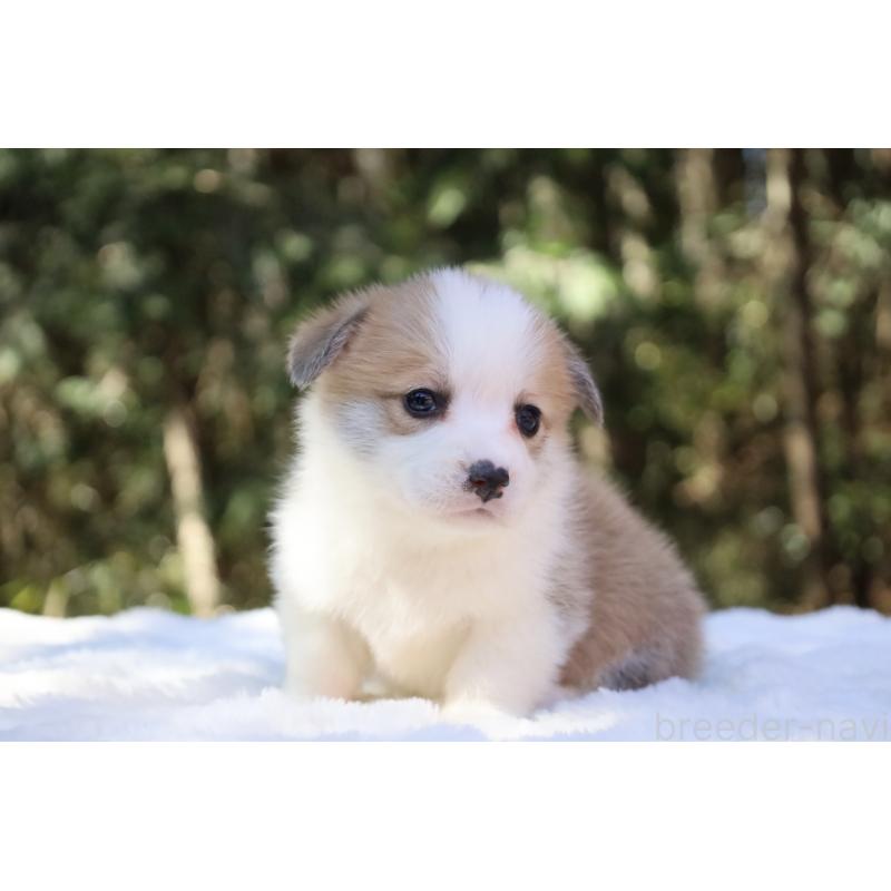 販売中の栃木県のウェルシュコーギーペンブローク-452987の8枚目