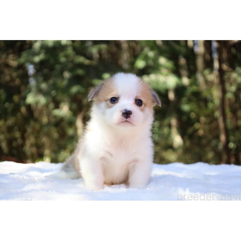 販売中の栃木県のウェルシュコーギーペンブローク-452987の6枚目