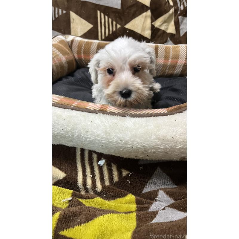 販売中の大分県のミニチュアシュナウザー-452988