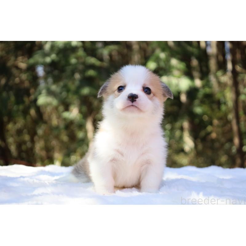 販売中の栃木県のウェルシュコーギーペンブローク-452987の5枚目