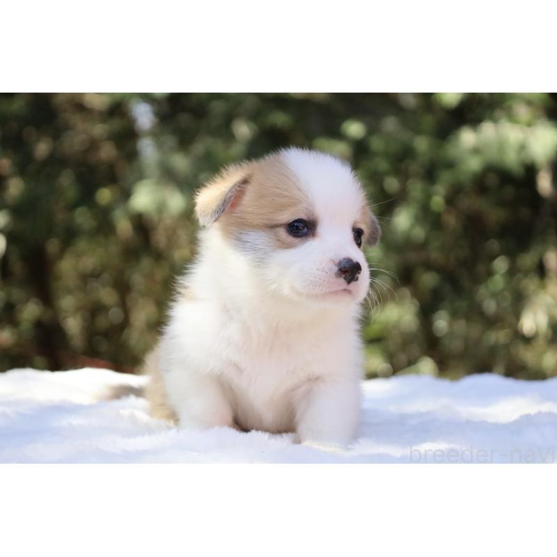 販売中の栃木県のウェルシュコーギーペンブローク-452987の4枚目