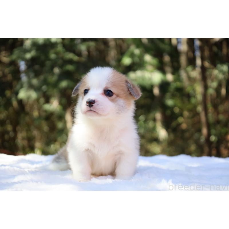 販売中の栃木県のウェルシュコーギーペンブローク-452987の3枚目