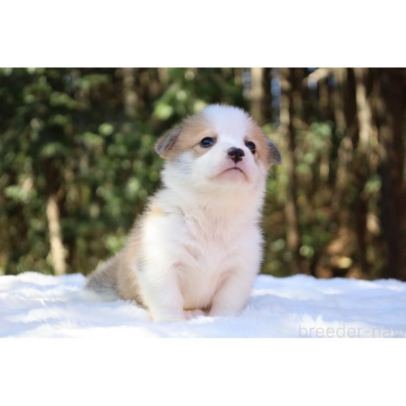 販売中の栃木県のウェルシュコーギーペンブローク-452987の2枚目