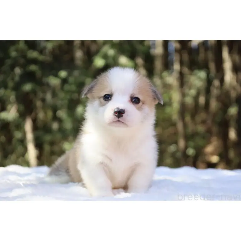 ♂︎ウェルシュコーギーペンブローク