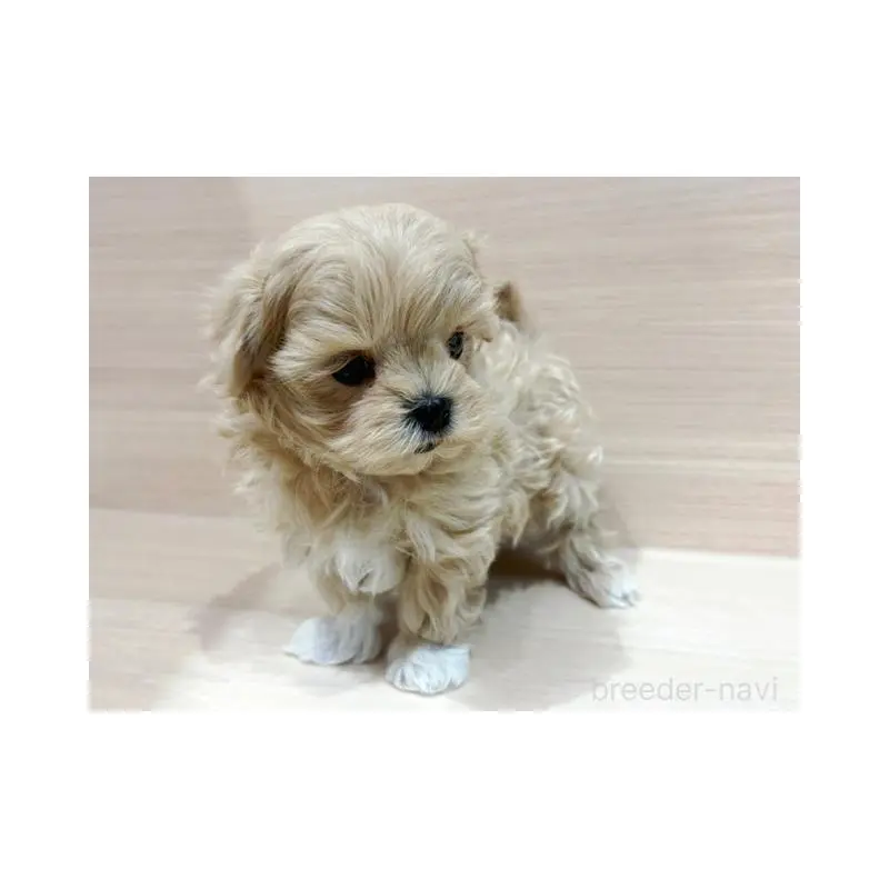 販売中の東京都のマルプー:マルチーズ×トイプードル-452989の5枚目