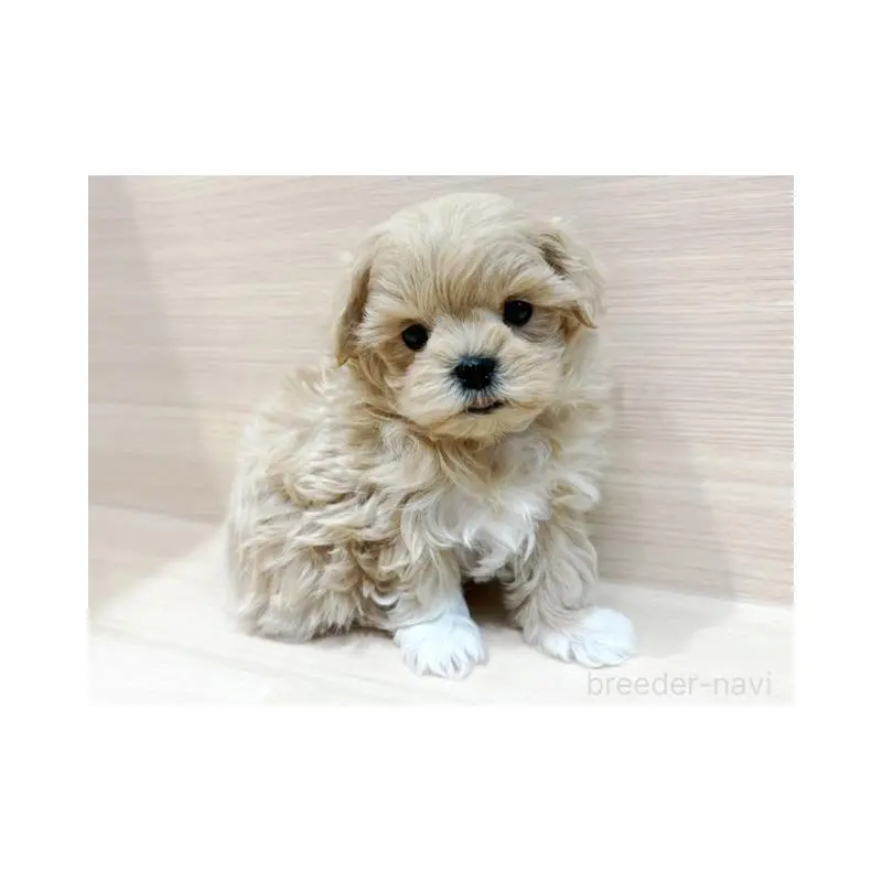 販売中の東京都のマルプー:マルチーズ×トイプードル-452989の4枚目