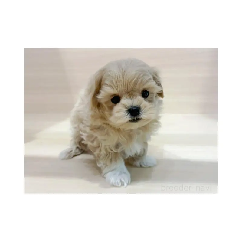 販売中の東京都のマルプー:マルチーズ×トイプードル-452989の3枚目