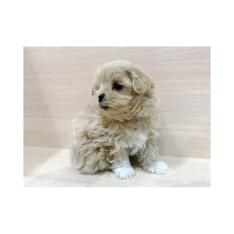 販売中の東京都のマルプー:マルチーズ×トイプードル-452989の2枚目