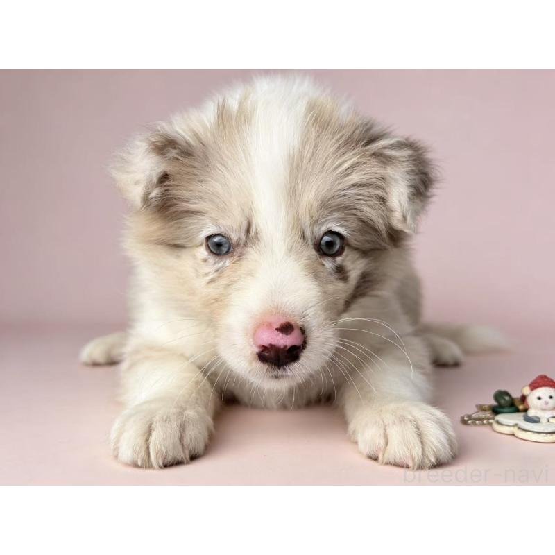 販売中の茨城県のボーダーコリー-449199