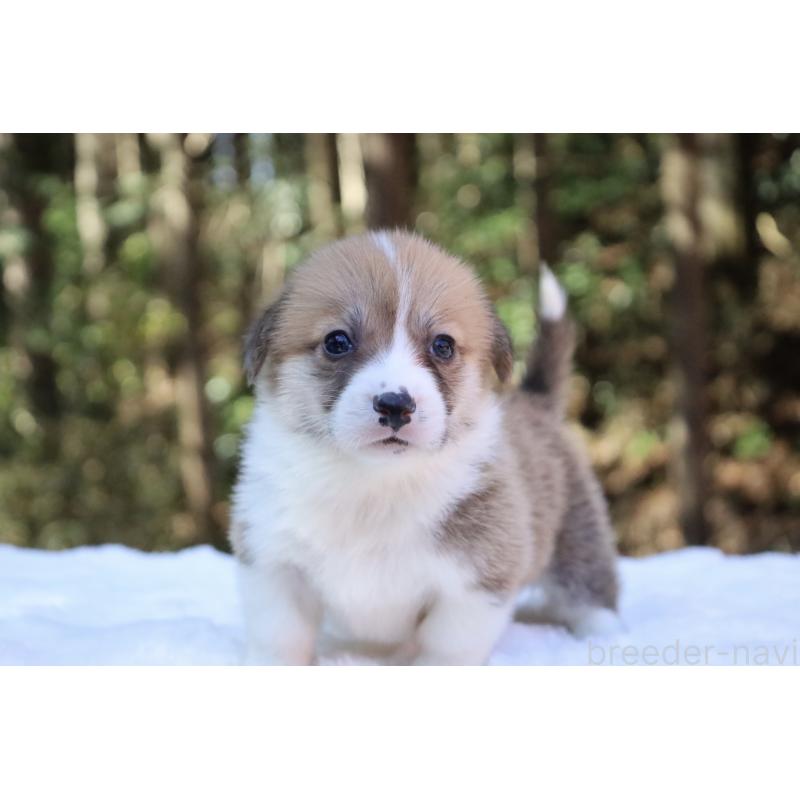 販売中の栃木県のウェルシュコーギーペンブローク-452992の16枚目