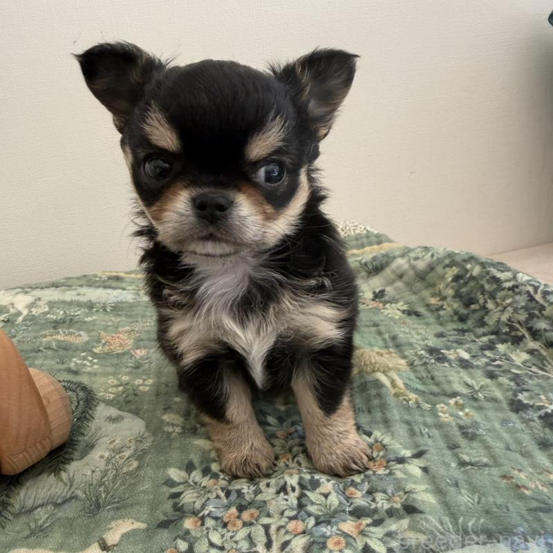 販売中の東京都のチワワ(ロングコート)-452990の6枚目