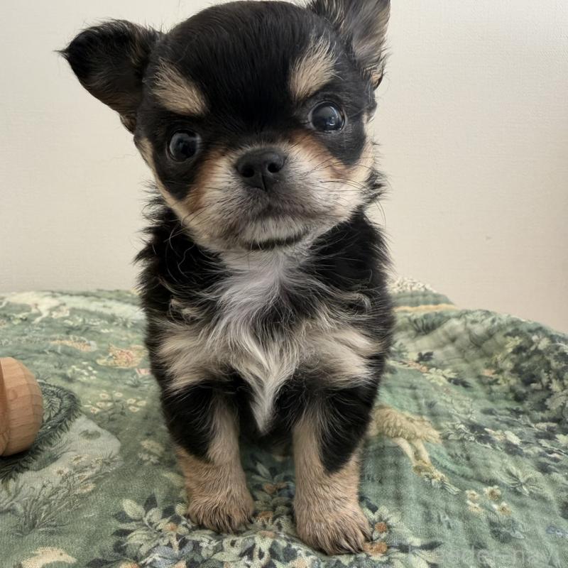 販売中の東京都のチワワ(ロングコート)-452990の5枚目