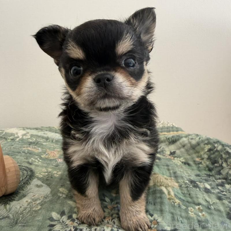 販売中の東京都のチワワ(ロングコート)-452990の4枚目