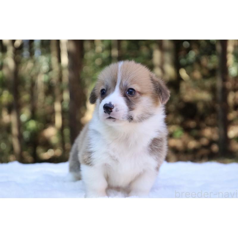 販売中の栃木県のウェルシュコーギーペンブローク-452992の15枚目