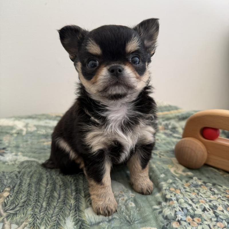 販売中の東京都のチワワ(ロングコート)-452990の3枚目