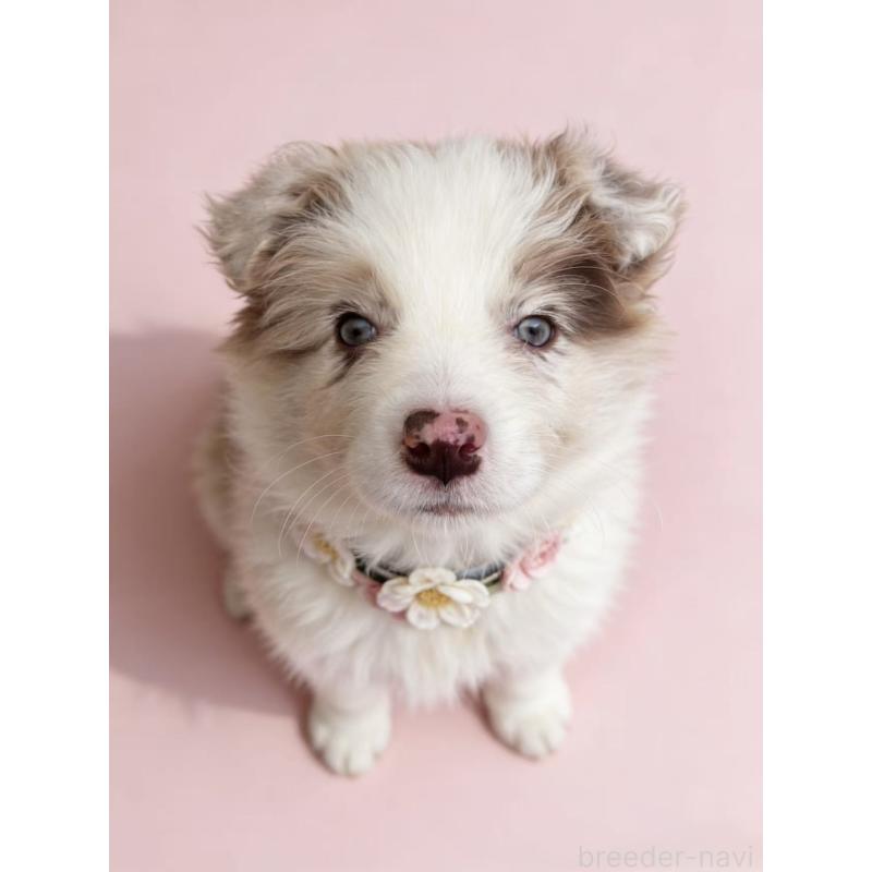 販売中の茨城県のボーダーコリー-448953