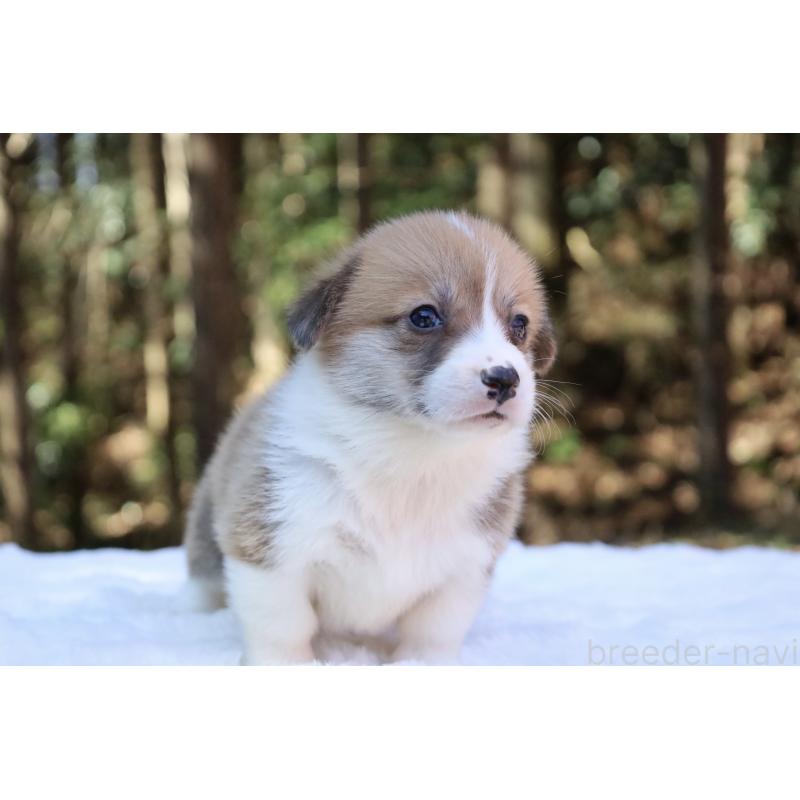 販売中の栃木県のウェルシュコーギーペンブローク-452992の14枚目