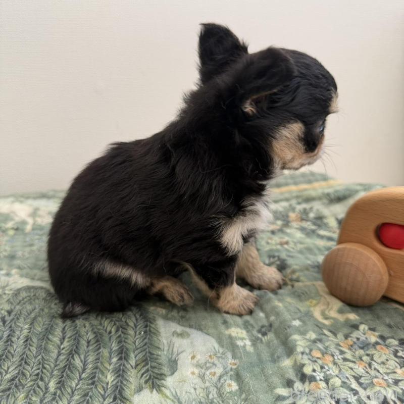 販売中の東京都のチワワ(ロングコート)-452990の2枚目