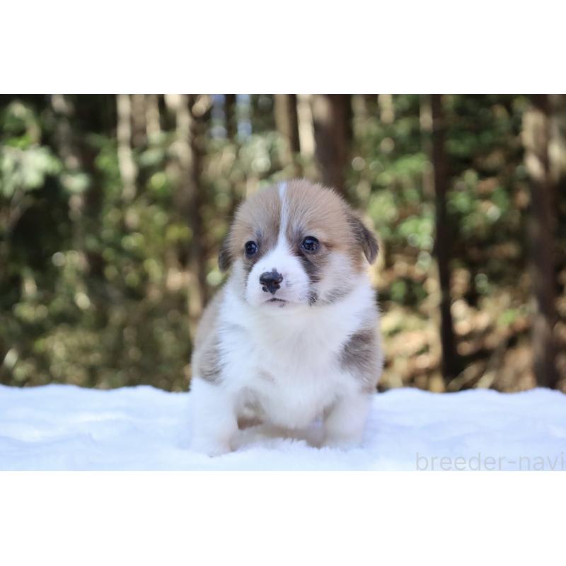 販売中の栃木県のウェルシュコーギーペンブローク-452992の13枚目