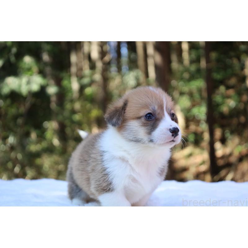 販売中の栃木県のウェルシュコーギーペンブローク-452992の12枚目