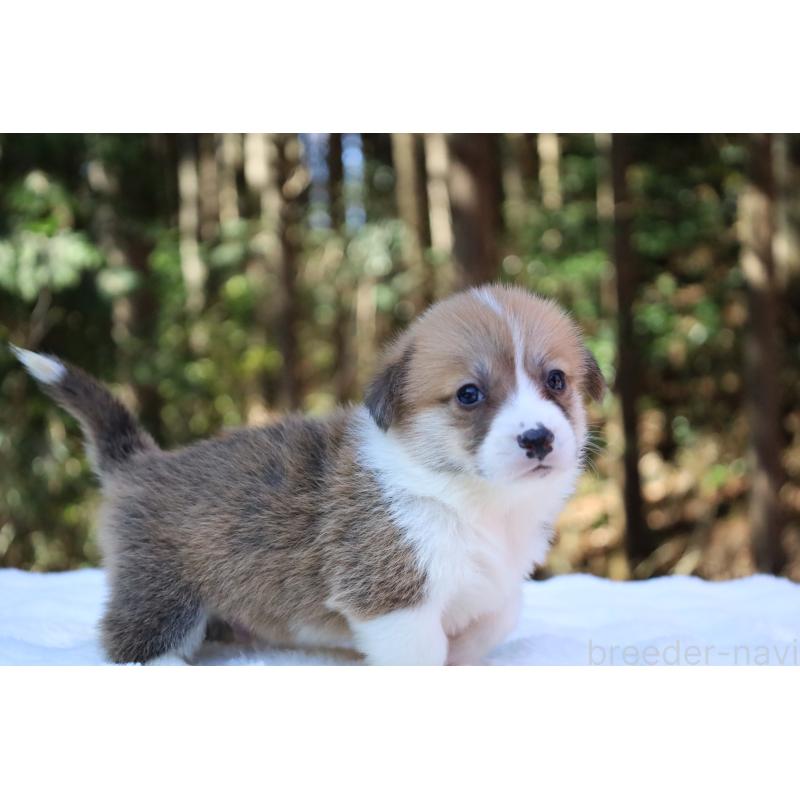 販売中の栃木県のウェルシュコーギーペンブローク-452992の11枚目