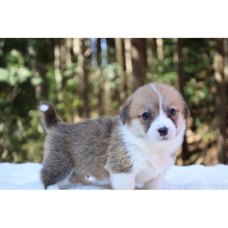 販売中の栃木県のウェルシュコーギーペンブローク-452992の10枚目