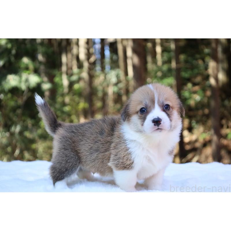 販売中の栃木県のウェルシュコーギーペンブローク-452992の9枚目