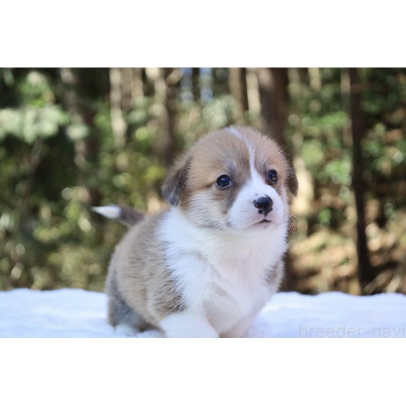 販売中の栃木県のウェルシュコーギーペンブローク-452992の8枚目