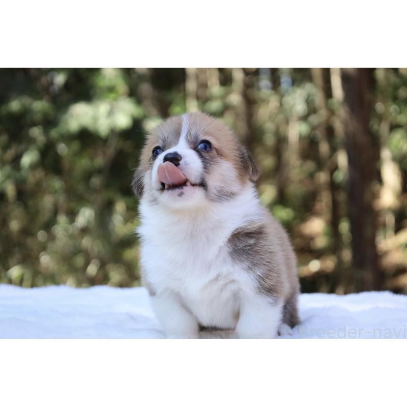 販売中の栃木県のウェルシュコーギーペンブローク-452992の7枚目