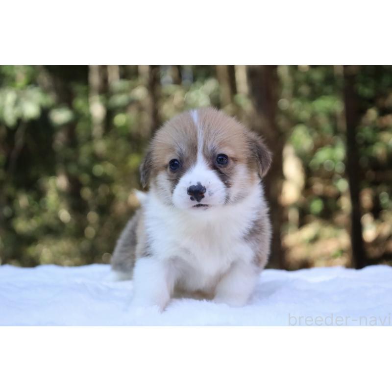 販売中の栃木県のウェルシュコーギーペンブローク-452992の6枚目