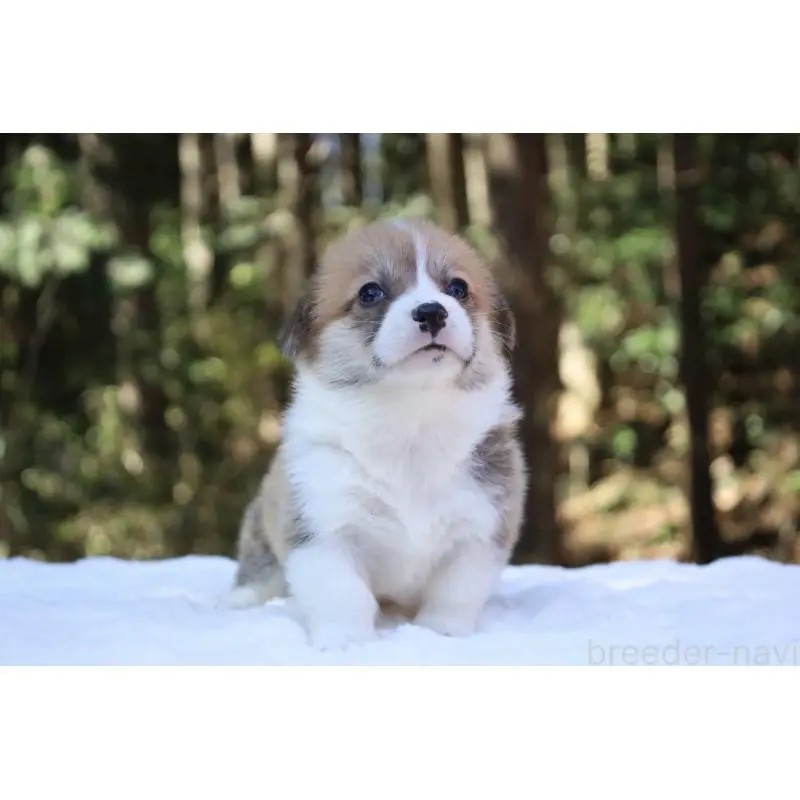 販売中の栃木県のウェルシュコーギーペンブローク-452992の5枚目