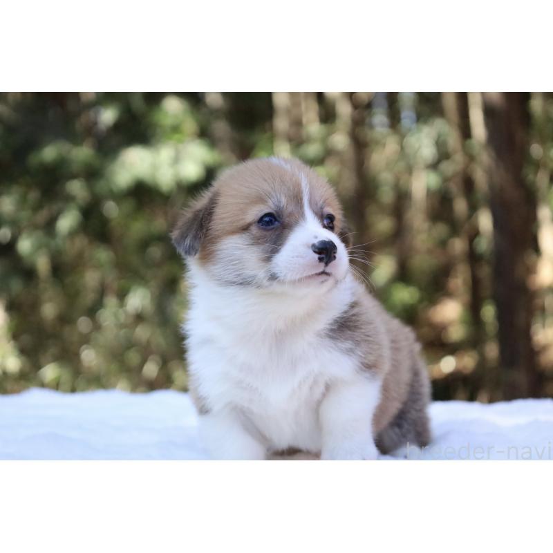 販売中の栃木県のウェルシュコーギーペンブローク-452992の4枚目