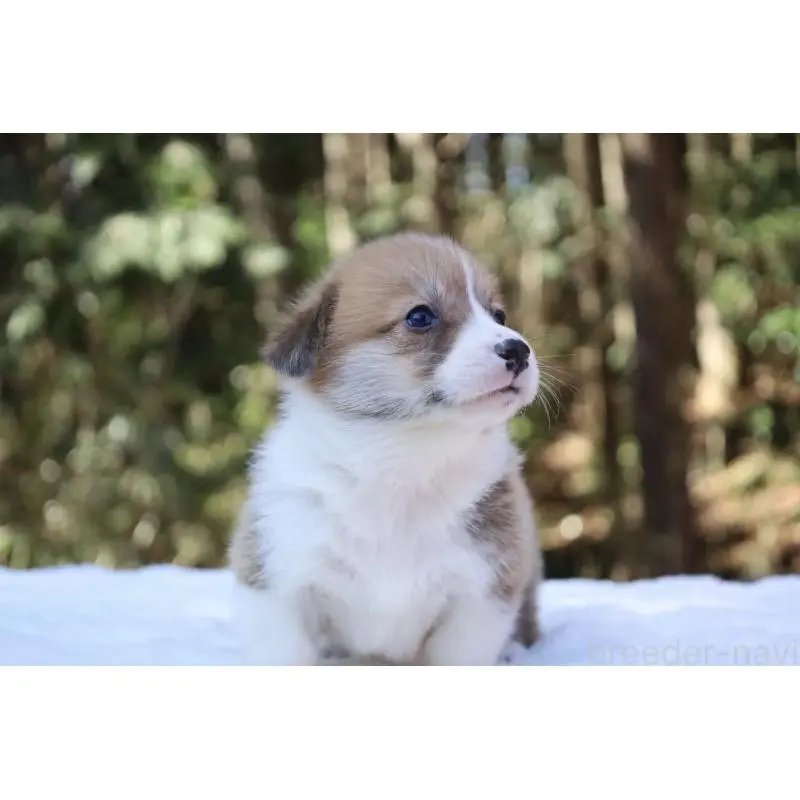 販売中の栃木県のウェルシュコーギーペンブローク-452992の3枚目