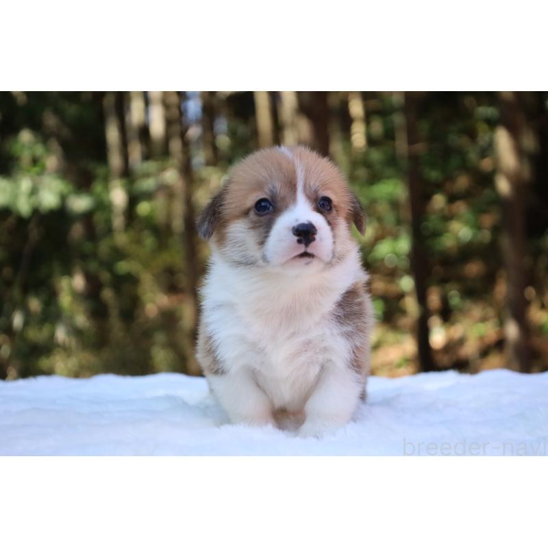 販売中の栃木県のウェルシュコーギーペンブローク-452992の2枚目