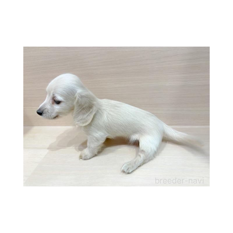 販売中の東京都のチワックス:チワワ×ミニチュアダックスフンド-452994の5枚目