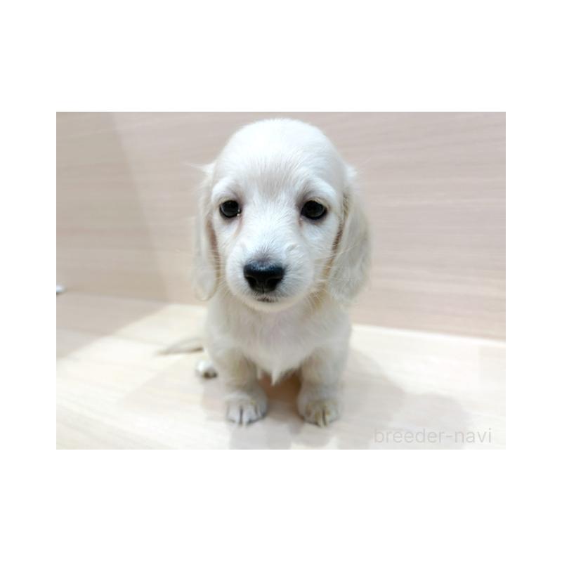 販売中の東京都のチワックス:チワワ×ミニチュアダックスフンド-452994の4枚目